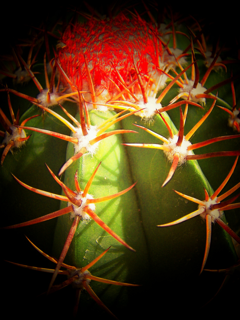 Cactus