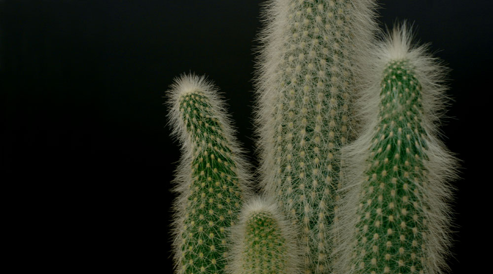 [cactus]