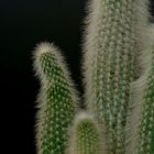 [cactus]