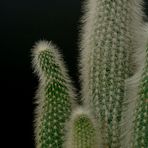 [cactus]