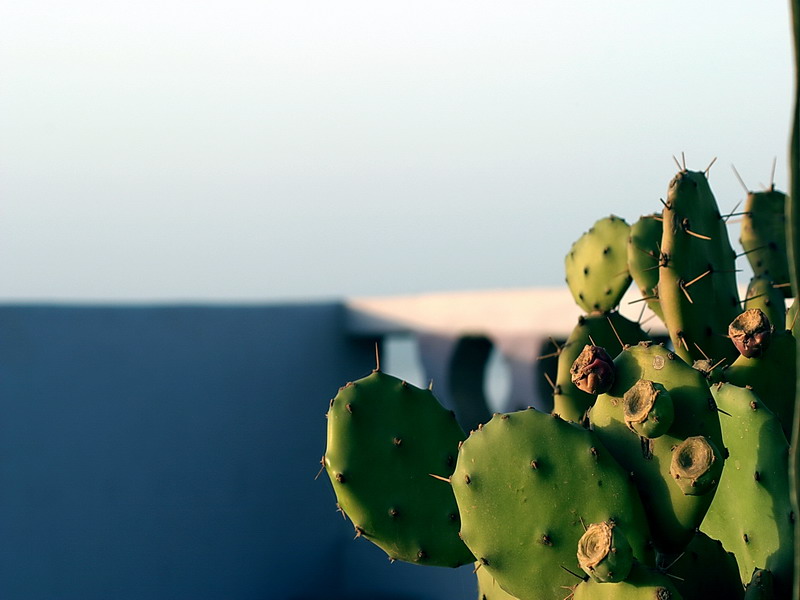 [cactus before sunset]