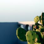 [cactus before sunset]