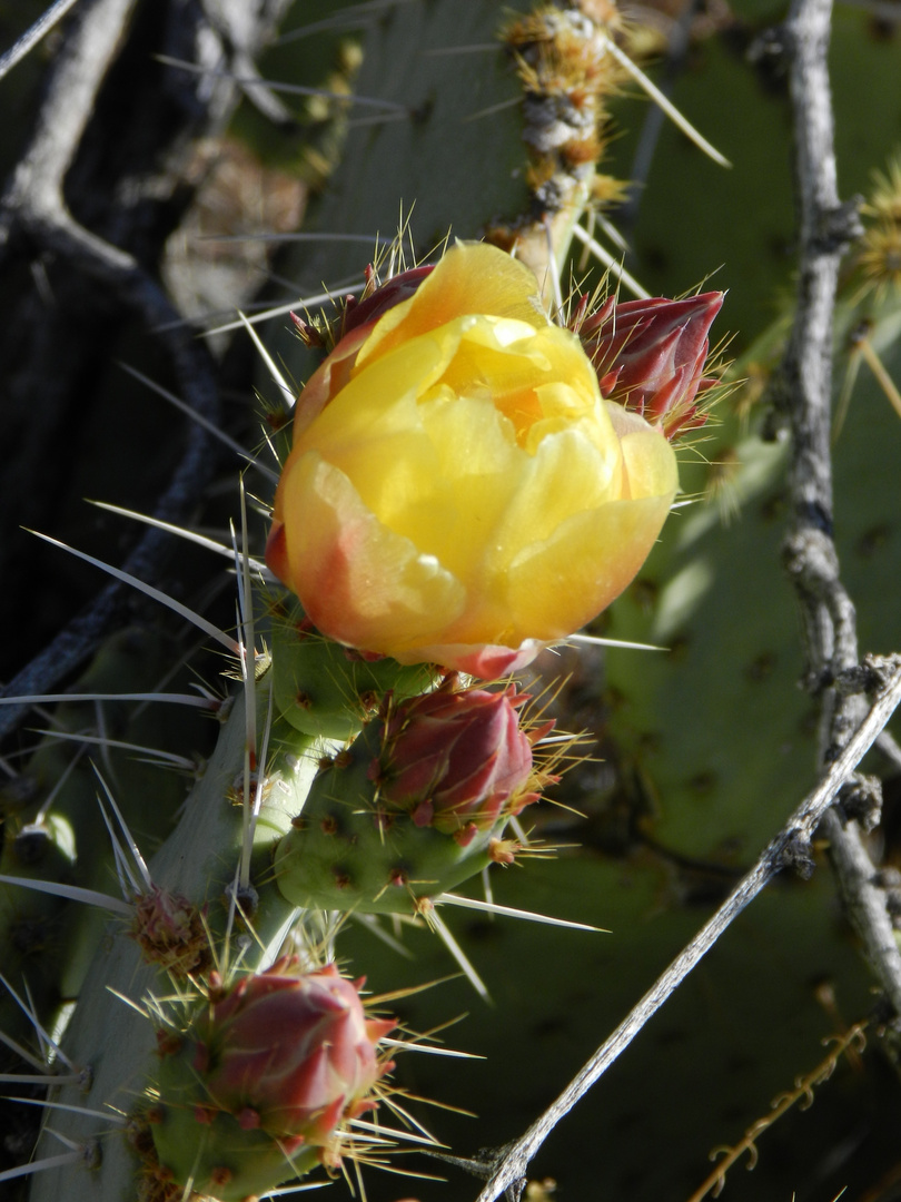 Cactus blooming