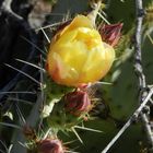 Cactus blooming