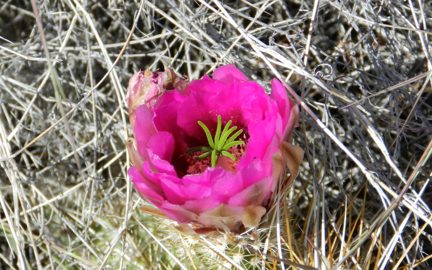 Cactus blooming in pink