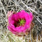 Cactus blooming in pink