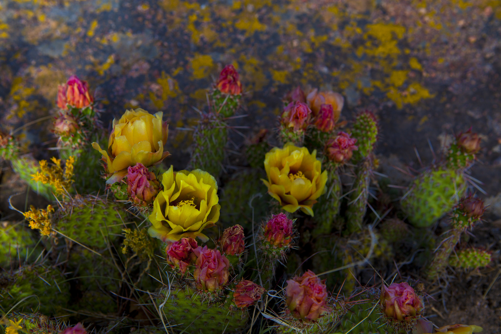 Cactus Blooms