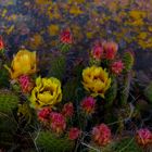 Cactus Blooms