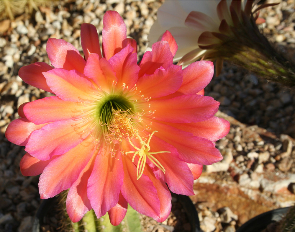 Cactus Blossom