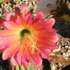 Cactus Blossom