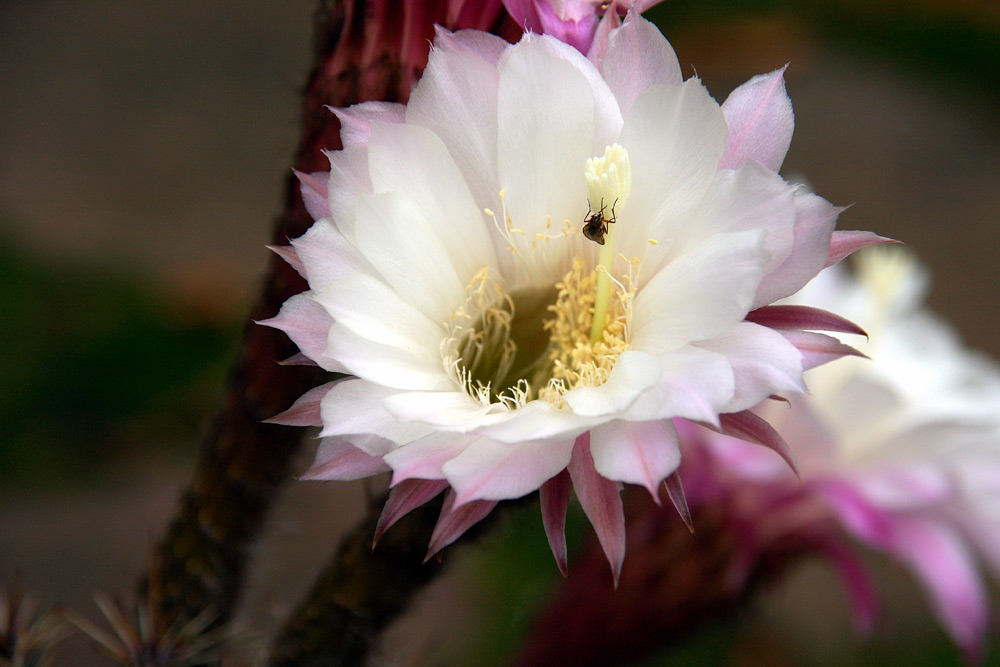 Cactus blossom - Kaktusblüte