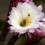 Cactus blossom - Kaktusblüte