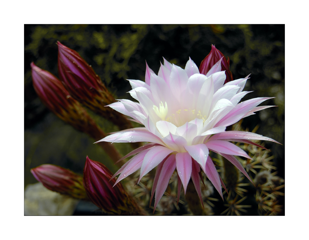 Cactus blossom - Kaktusblüte