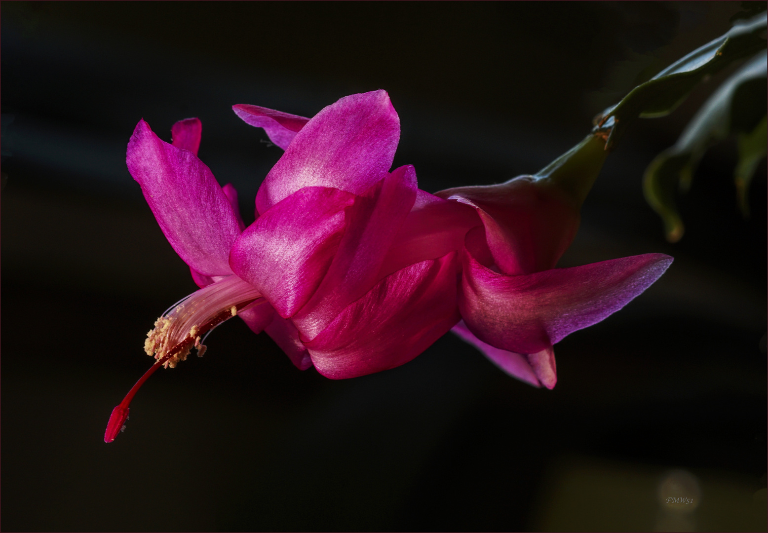 Cactus blossom - when Pentecost and Christmas fall on the same day