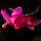 Cactus blossom - when Pentecost and Christmas fall on the same day