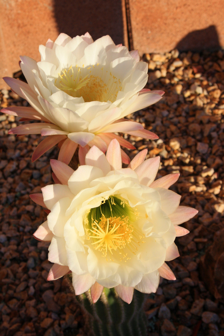 Cactus Blossoms