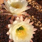 Cactus Blossoms