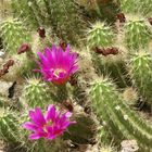 Cactus - Botani