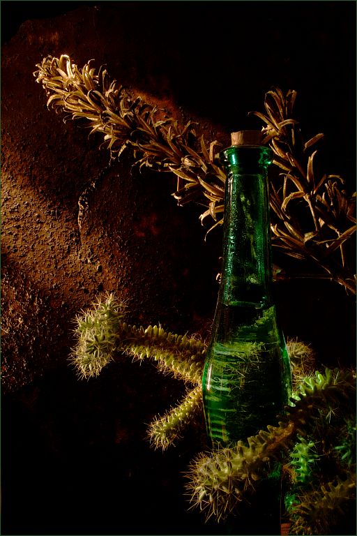 cactus, bottle and twig