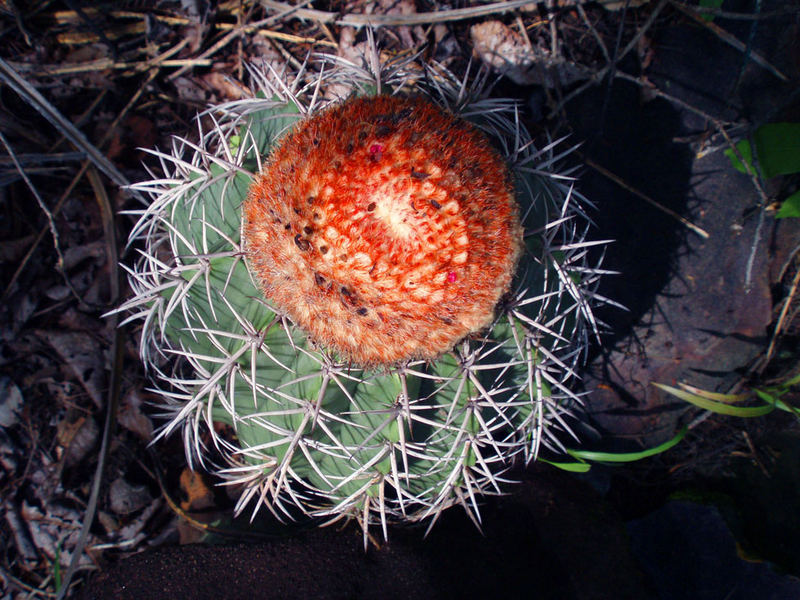 Cactus Brasil