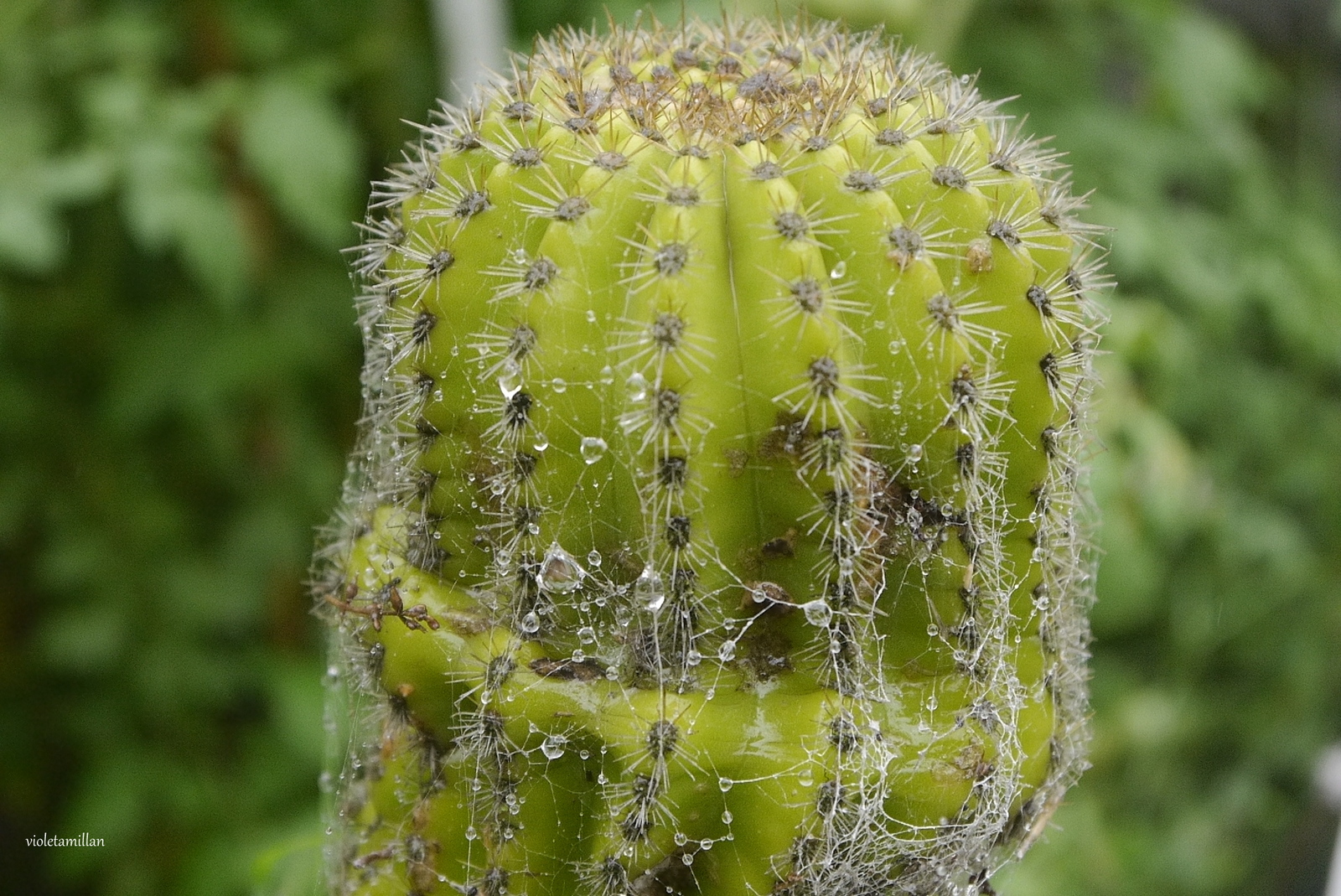 CACTUS CABEZON