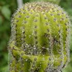 CACTUS CABEZON