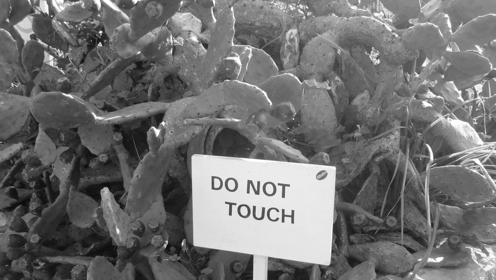 Cactus can Pricks you ...