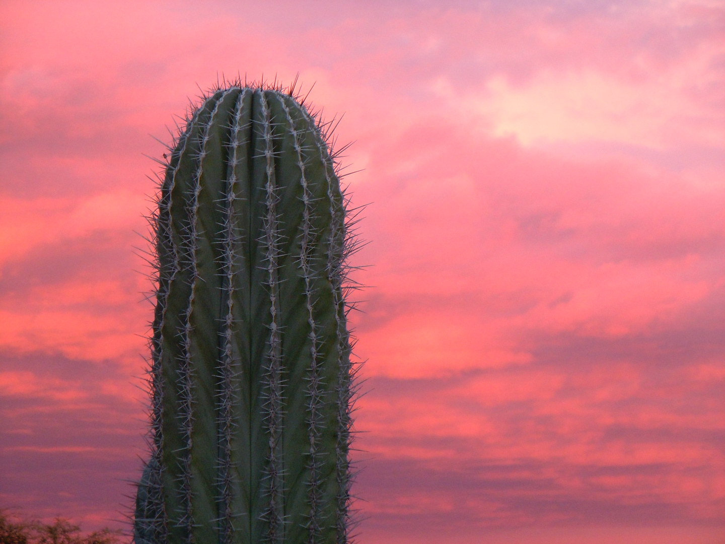 cactus chaud