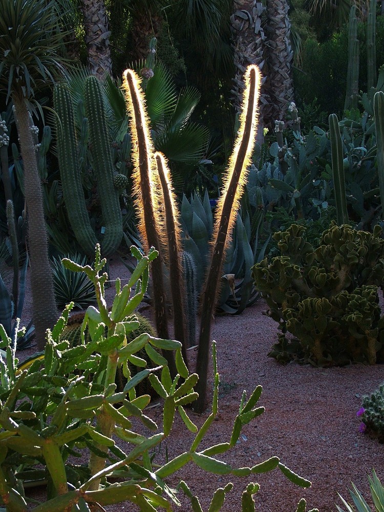 CACTUS CON LUZ