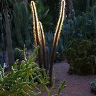 CACTUS CON LUZ