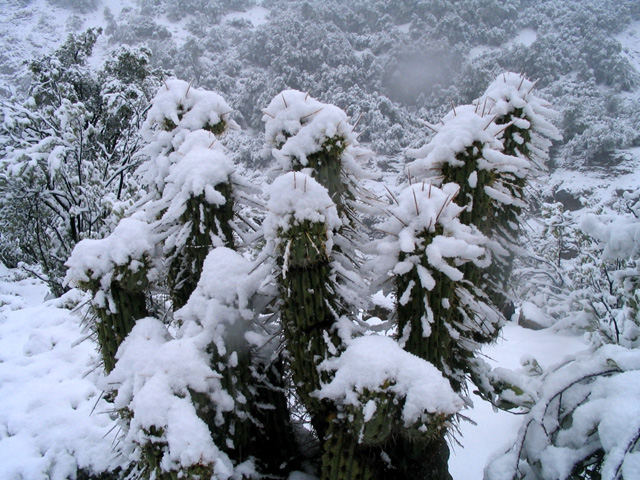 Cactus con nieve