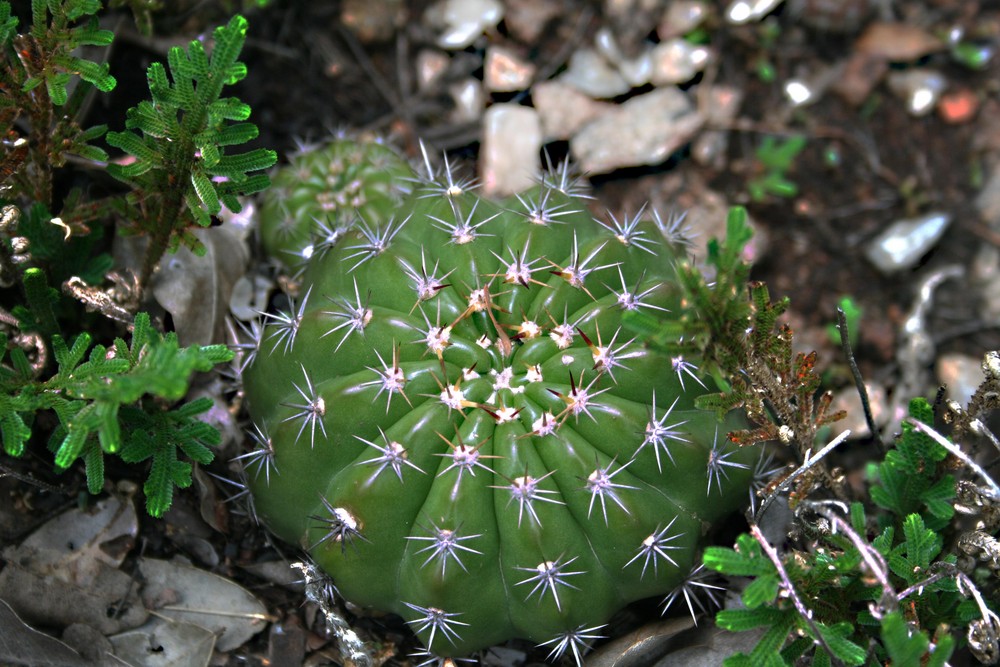 Cactus