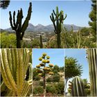 CACTUS D´ALGAR