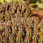 Cactus dans l’arrière pays de Sidi Ifni - Kakteen im Hinterland von Sidi Ifni