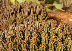 Cactus dans l’arrière pays de Sidi Ifni - Kakteen im Hinterland von Sidi Ifni