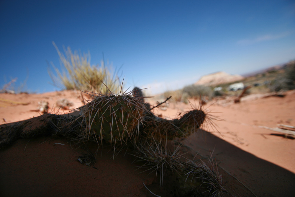 Cactus dans le désert américain