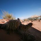 Cactus dans le désert américain