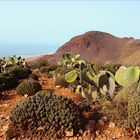 Cactus dans les collines qui surplombent le port de Sifi Ifni