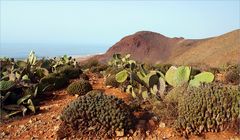 Cactus dans les collines qui surplombent le port de Sifi Ifni