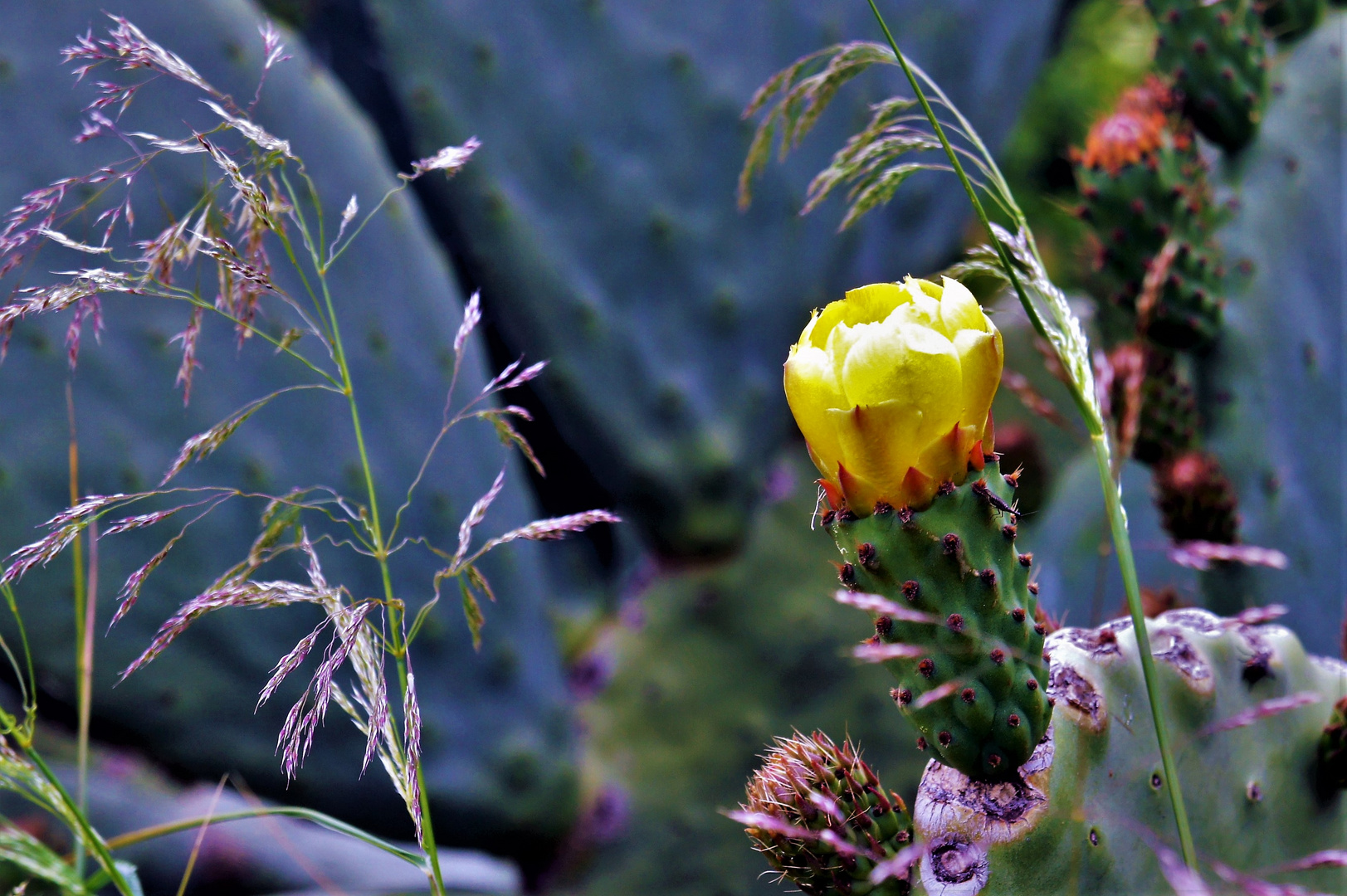 Cactus de Andalucía