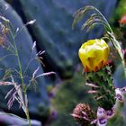 Cactus de Andalucía