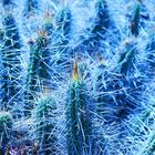 cactus de Chile