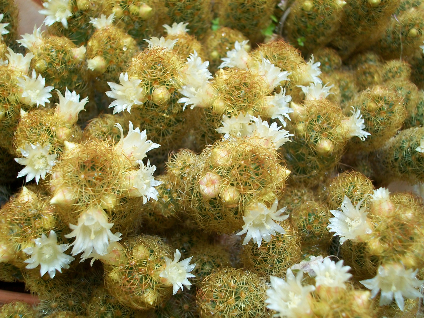 cactus de florecillas blancas