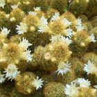 cactus de florecillas blancas