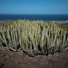 Cactus de Fuerteventura