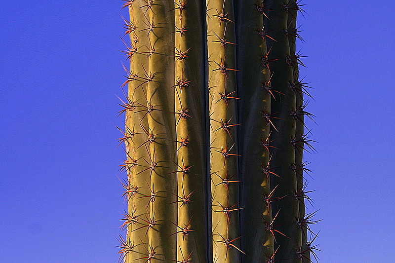 cactus de nice