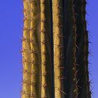 cactus de nice
