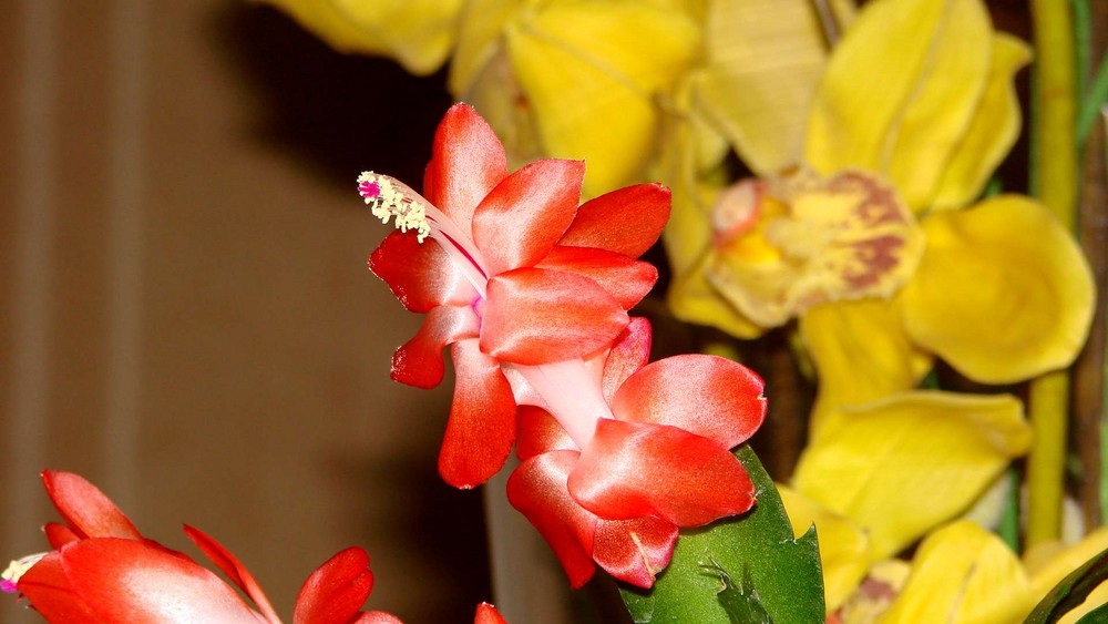 Cactus de Noel en fleur