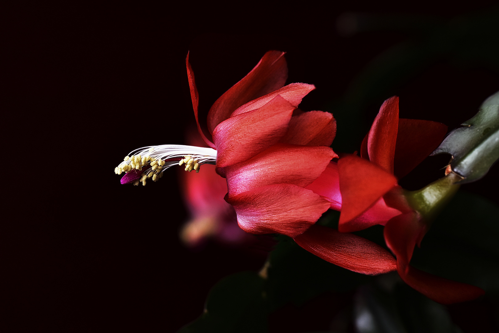 cactus de Noël (schlumbergera)