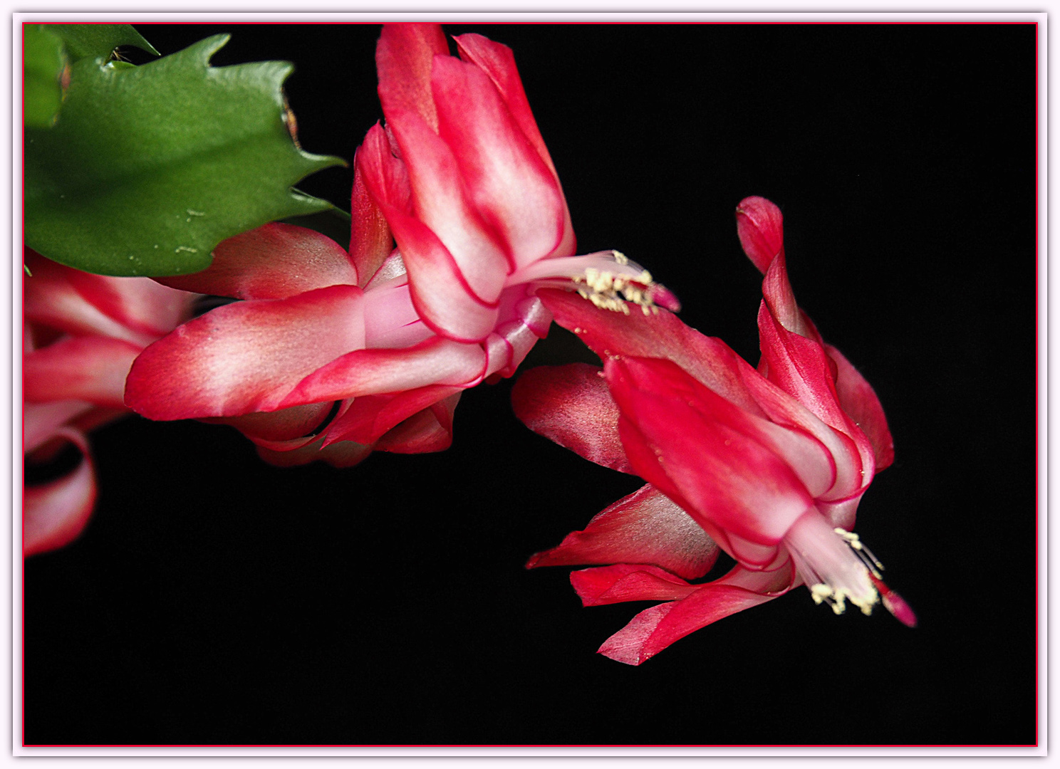 Cactus de Noël    --    Schlumbergera zygokaktus